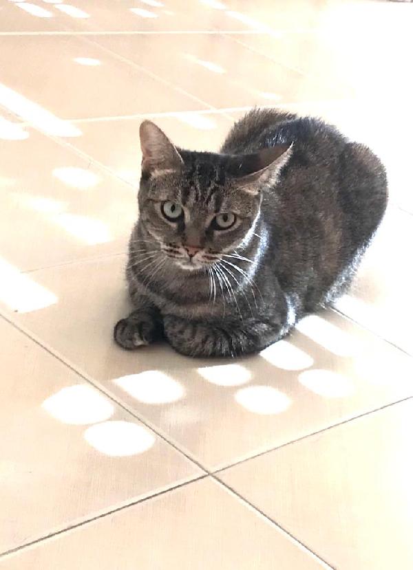 Marina, bella micia tricolore Foto 2